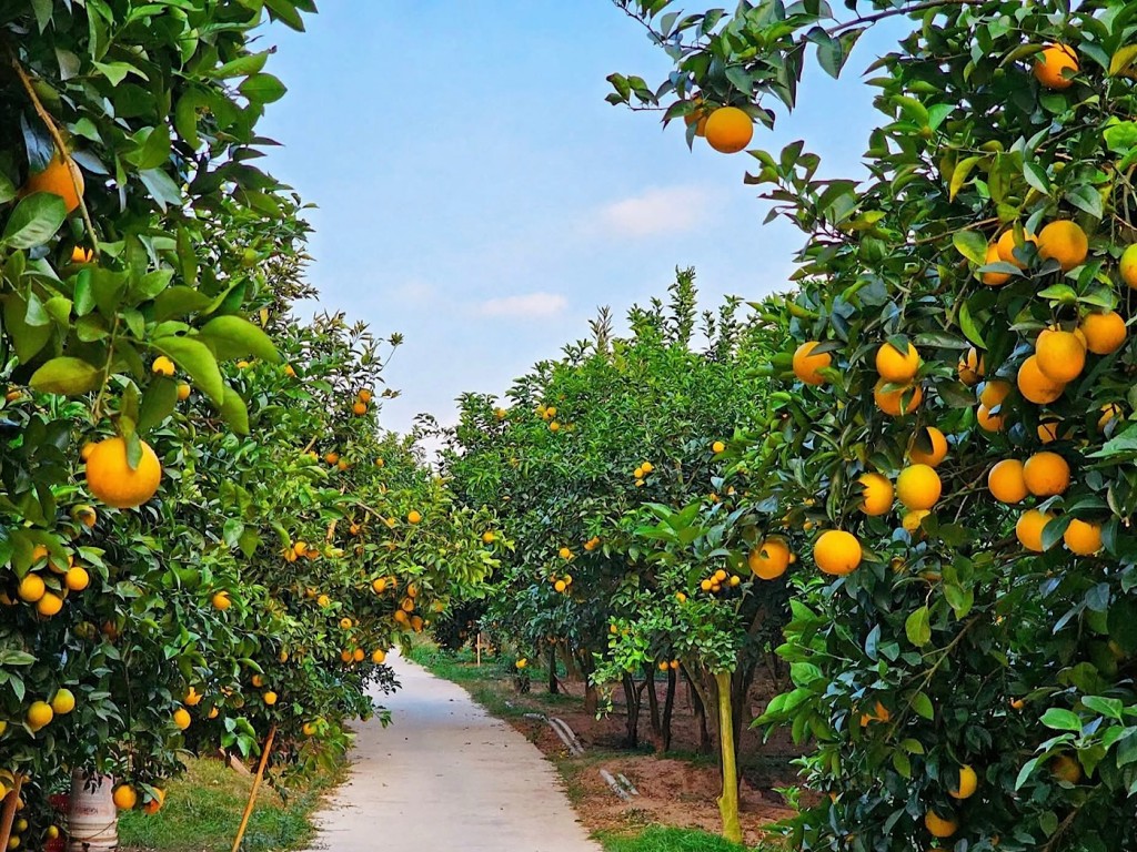 Bắc Ninh hướng tới mục tiêu giảm nghèo đa chiều, bền vững Bắc Ninh hướng tới mục tiêu giảm nghèo đa chiều, bền vững