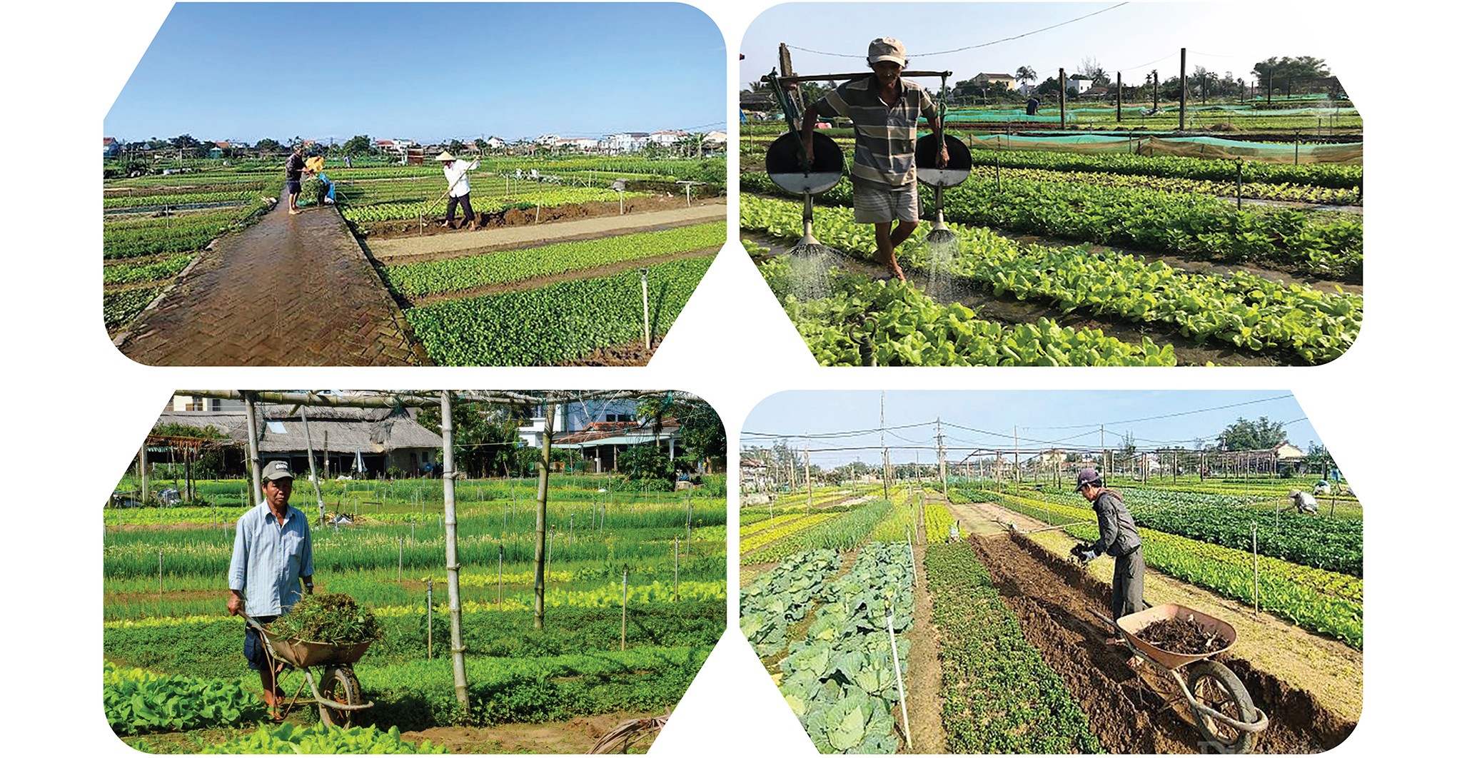 Mô hình du lịch nông thôn ở làng rau Trà Quế (Quảng Nam).