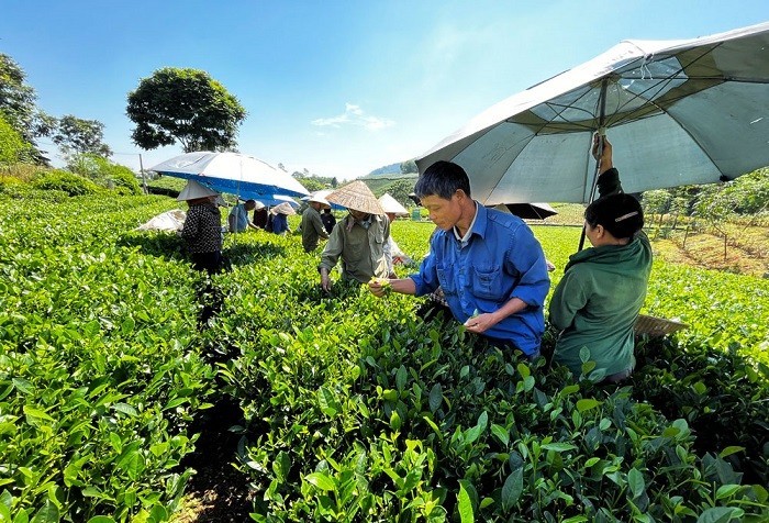 Vùng Trung du và miền núi phía Bắc có số lượng hợp tác xã nhiều nhất cả nước Vùng Trung du và miền núi phía Bắc có số lượng hợp tác xã nhiều nhất cả nước