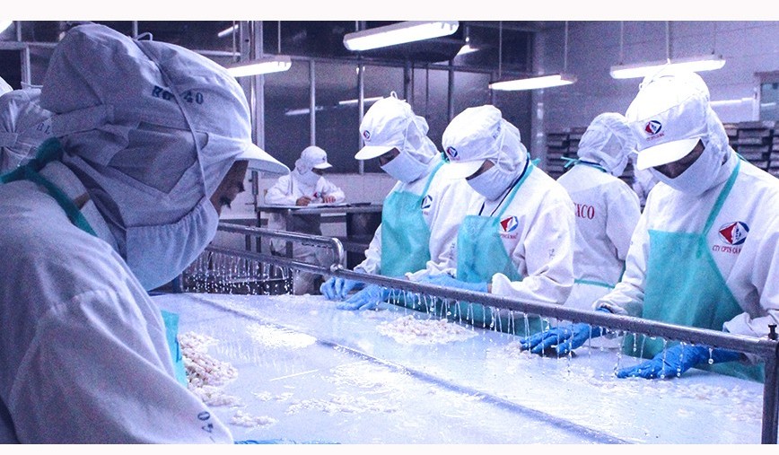 Công ty CP Thủy sản Cà Mau thông báo chào bán cổ phiếu ra công chúng (Kỳ 3)