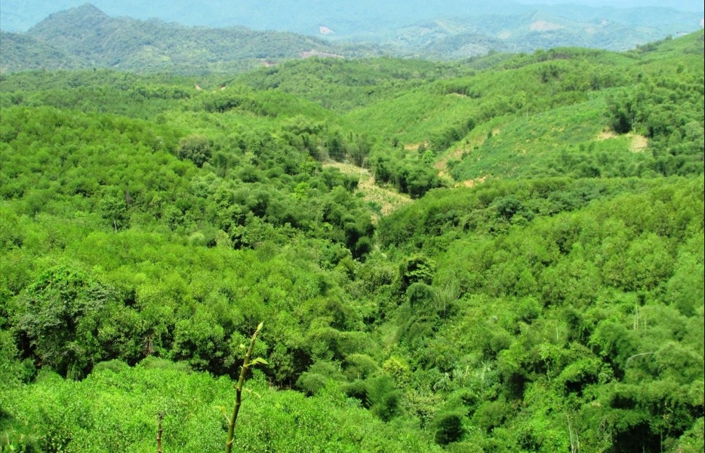 Nghệ An tăng tốc tham gia thị trường các-bon rừng, mở hướng đi mới cho kinh tế lâm nghiệp