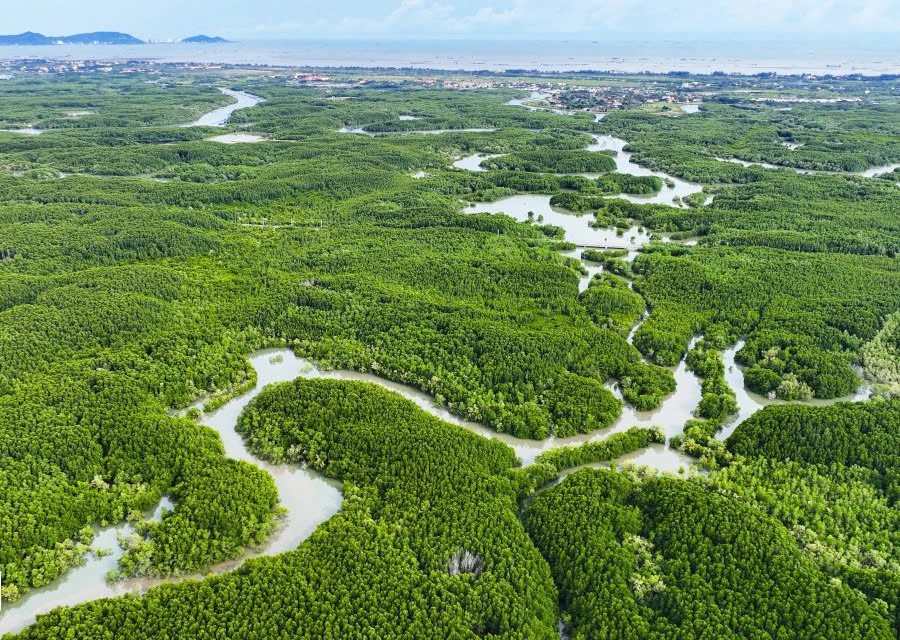 Xây dựng cơ sở dữ liệu carbon xanh quốc gia để ứng phó với biến đổi khí hậu Xây dựng cơ sở dữ liệu carbon xanh quốc gia để ứng phó với biến đổi khí hậu