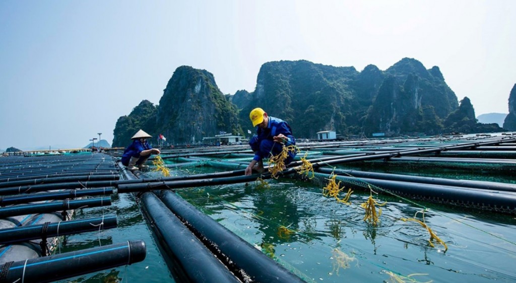 Phục hồi sau mưa bão, nông nghiệp nhiều lĩnh vực duy trì đà tăng trưởng