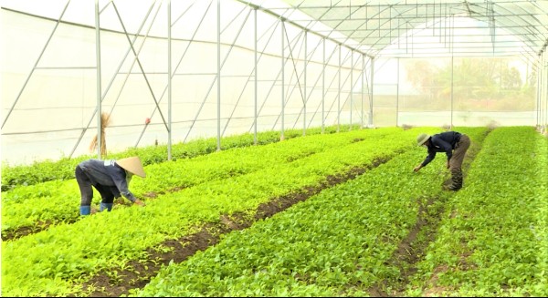 Quảng Ninh đẩy mạnh tái cơ cấu trồng trọt, nâng cao giá trị sản xuất