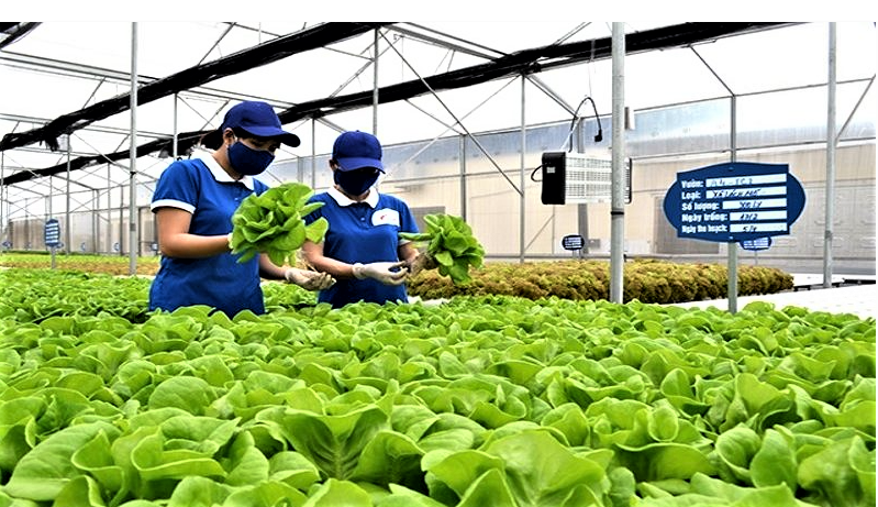 Quảng Ninh đẩy mạnh tái cơ cấu trồng trọt, hướng tới giá trị 150 triệu đồng/ha vào năm 2030 Quảng Ninh đẩy mạnh tái cơ cấu trồng trọt, hướng tới giá trị 150 triệu đồng/ha vào năm 2030