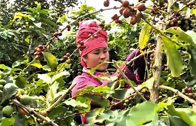 Sơn La khẳng định vị thế “thủ phủ” cà phê Arabica của Việt Nam