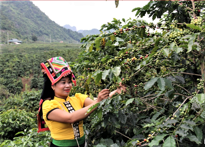 Sơn La khẳng định vị thế “thủ phủ” cà phê Arabica của Việt Nam Sơn La khẳng định vị thế “thủ phủ” cà phê Arabica của Việt Nam