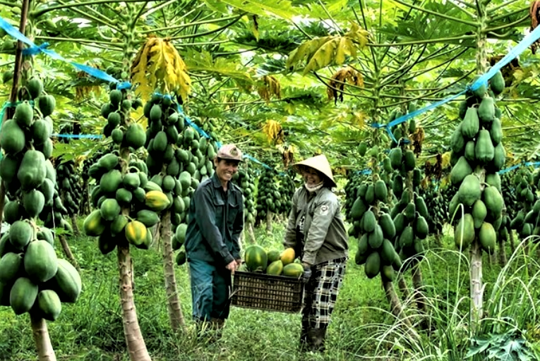 Đẩy mạnh chế biến sâu, Đồng Nai nâng tầm giá trị nông sản Đẩy mạnh chế biến sâu, Đồng Nai nâng tầm giá trị nông sản