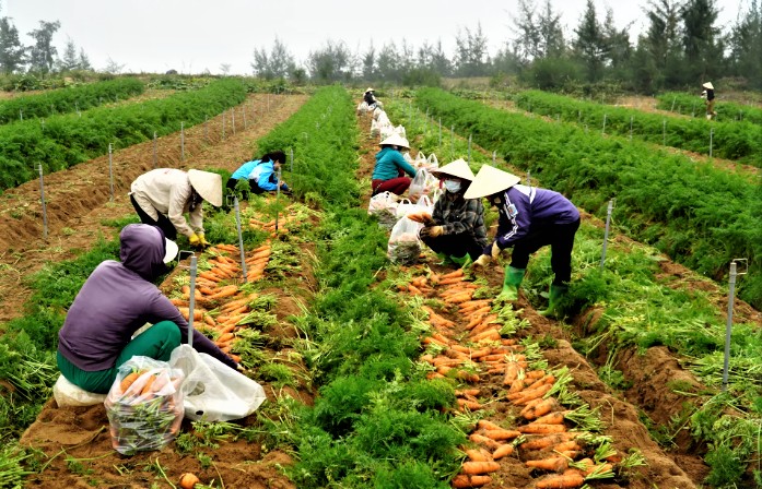 Nghệ An nâng cao giá trị nông sản từ lợi thế tự nhiên