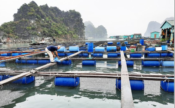 Phát triển nuôi biển trở thành ngành kinh tế biển quan trọng, tăng trưởng xanh