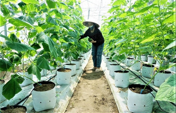 Thái Nguyên nâng cao chất lượng và sức cạnh tranh nông sản