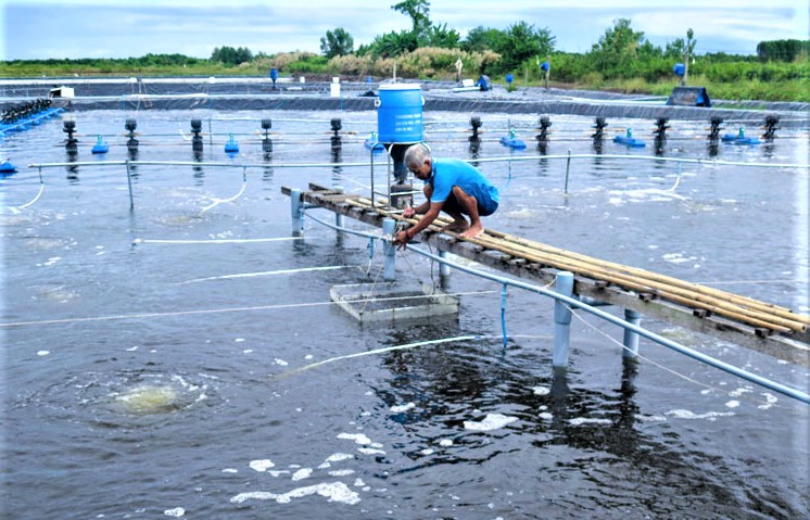 Cà Mau phát triển vùng nuôi cua biển quy mô lớn phục vụ xuất khẩu