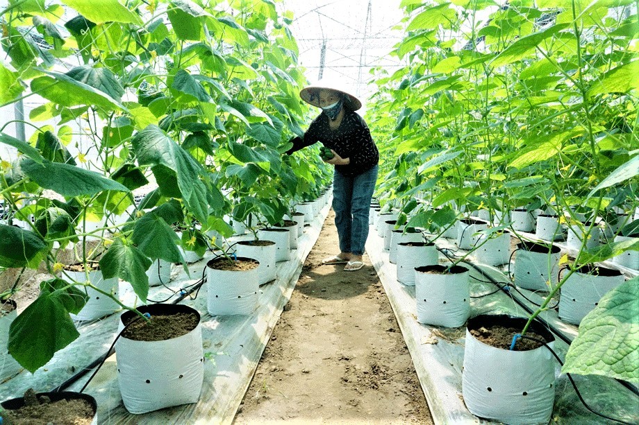 Thái Nguyên nâng cao chất lượng và sức cạnh tranh nông sản