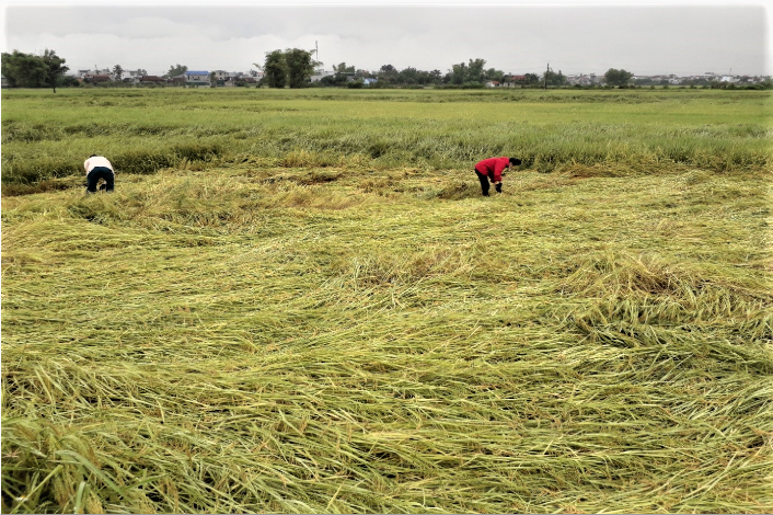Điện Biên tập trung nhân rộng mã số vùng trồng, nâng cao năng lực cạnh tranh nông sản