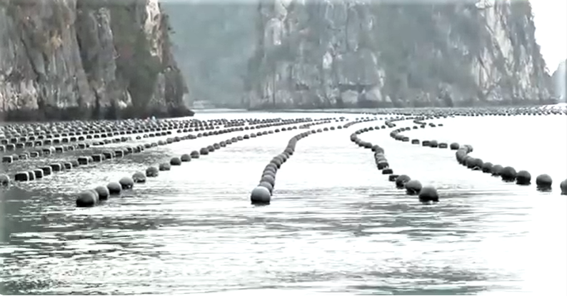 Quảng Ninh đẩy mạnh mở rộng diện tích nuôi trồng thủy sản gắn với công nghệ cao Quảng Ninh đẩy mạnh mở rộng diện tích nuôi trồng thủy sản gắn với công nghệ cao