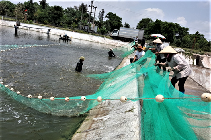 Quảng Ninh đẩy mạnh mở rộng diện tích nuôi trồng thủy sản gắn với công nghệ cao Quảng Ninh đẩy mạnh mở rộng diện tích nuôi trồng thủy sản gắn với công nghệ cao