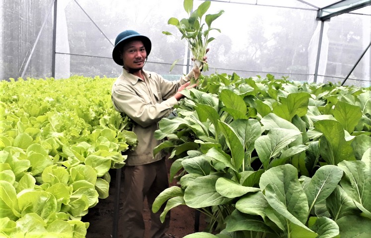 Nghệ An phấn đấu có 150 hợp tác xã nông nghiệp công nghệ cao vào năm 2030