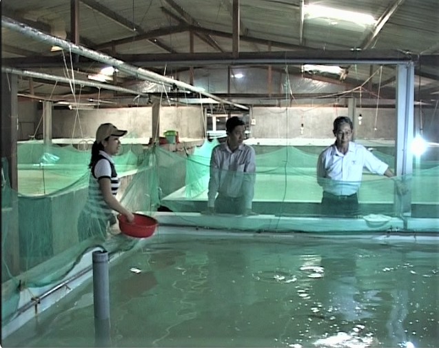 Khánh Hòa giữ vai trò trung tâm tôm giống cả nước