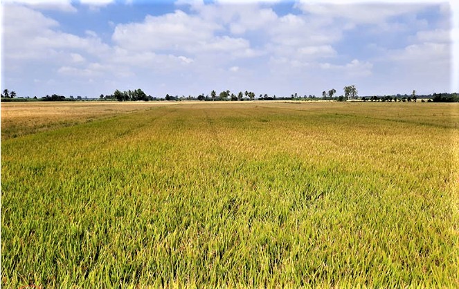 Năm 2026, TP. Cần Thơ chuyển đổi 3.147,9 ha đất lúa