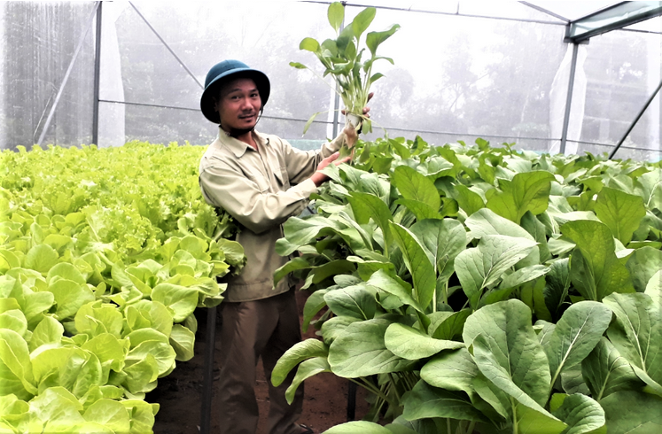 Nghệ An phấn đấu có 150 hợp tác xã nông nghiệp công nghệ cao vào năm 2030