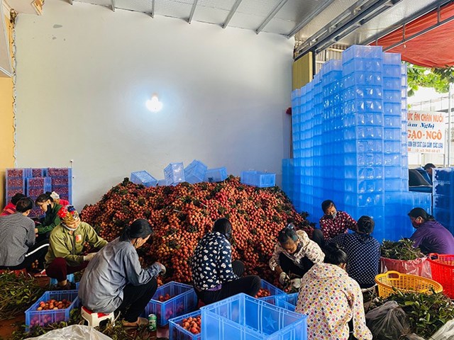 Việt Nam sẽ chủ động đẩy mạnh xuất khẩu chính ngạch, dần xóa bỏ hình thức xuất khẩu tiểu ngạch. Trong ảnh: Vải thiều là một trong chín loại trái cây được xuất khẩu chính ngạch sang Trung Quốc. Ảnh: CTV