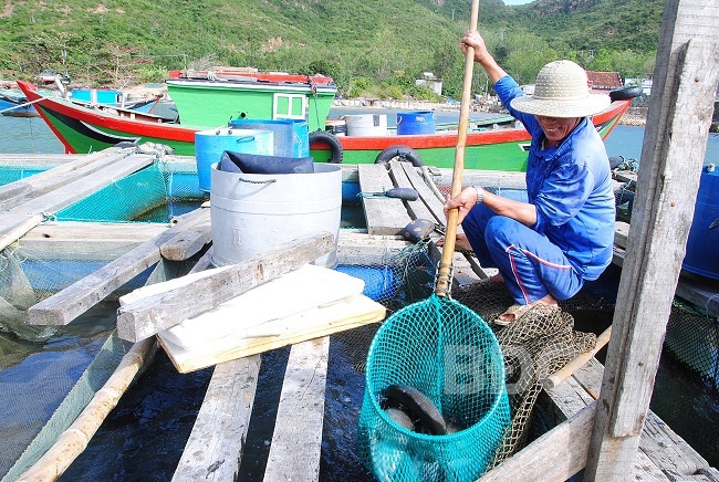 Tăng cường chống khai thác hải sản bất hợp pháp. Ảnh minh họa
