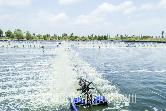 Hơn 10.000ha tôm chưa thu hoạch sẽ là lợi thế lớn cho doanh nghiệp ngành tôm Sóc Trăng. Ảnh: Tích Chu