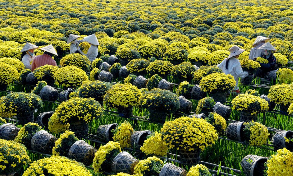 Cúc mâm xôi Sa Đéc. Ảnh Khắc Hiếu