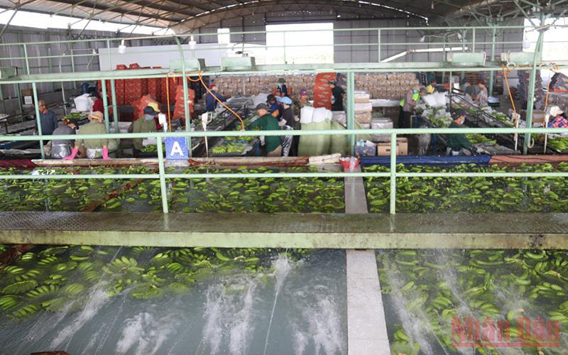 Một phân xưởng xử lý, đóng gói chuối để xuất xưởng tại Lào. (Ảnh: Xuân Sơn).