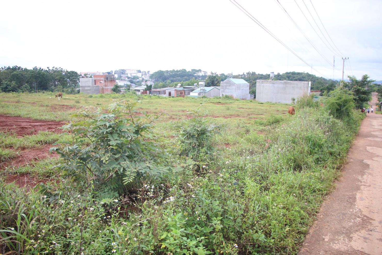 Một lô đất nông nghiệp ở ven TP. Buôn Ma Thuột đã phân lô nhưng khó bán vì không được xây dựng. Ảnh: Lê Thành