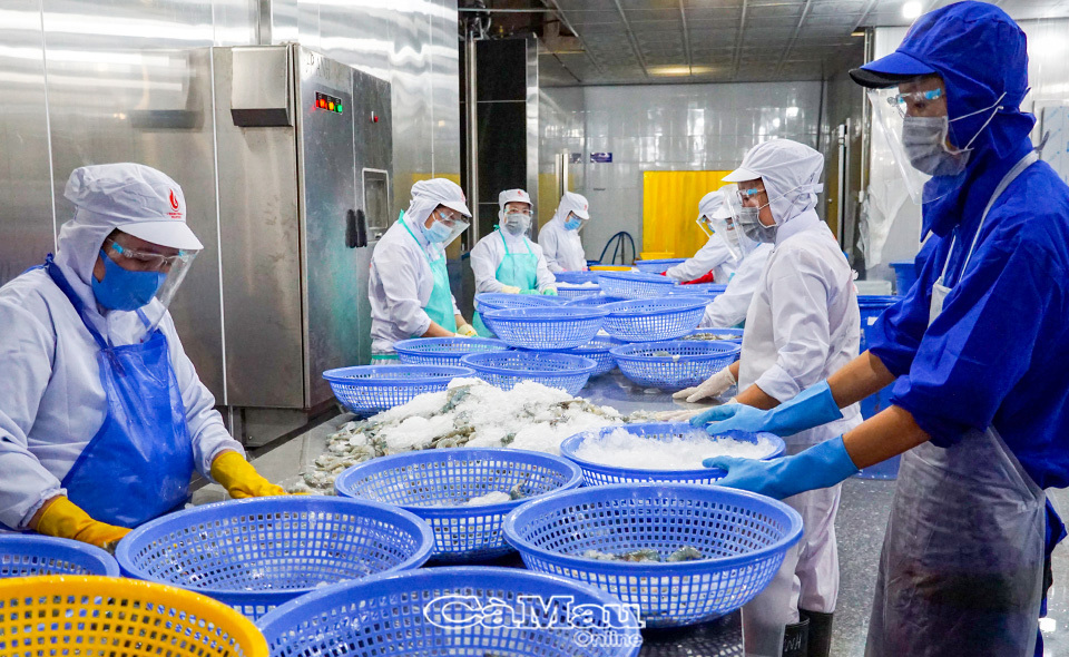 Các doanh nghiệp thuỷ sản tại Cà Mau đã khai thác tốt các cơ hội từ hiệp định. Ảnh: Hồng Nhung