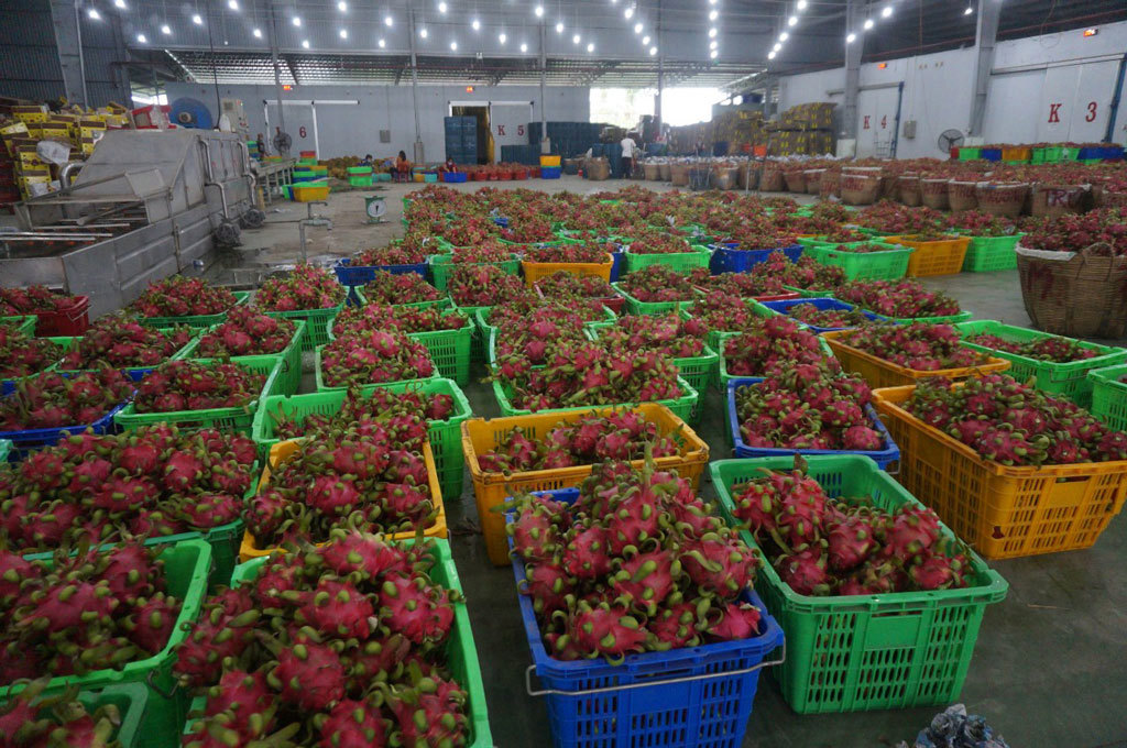 Tiêu thụ cho trái thanh long ở địa phương cần được quan tâm về quản lý an toàn thực phẩm của Tổng cục Hải quan Trung Quốc. Ảnh: Lê Đức