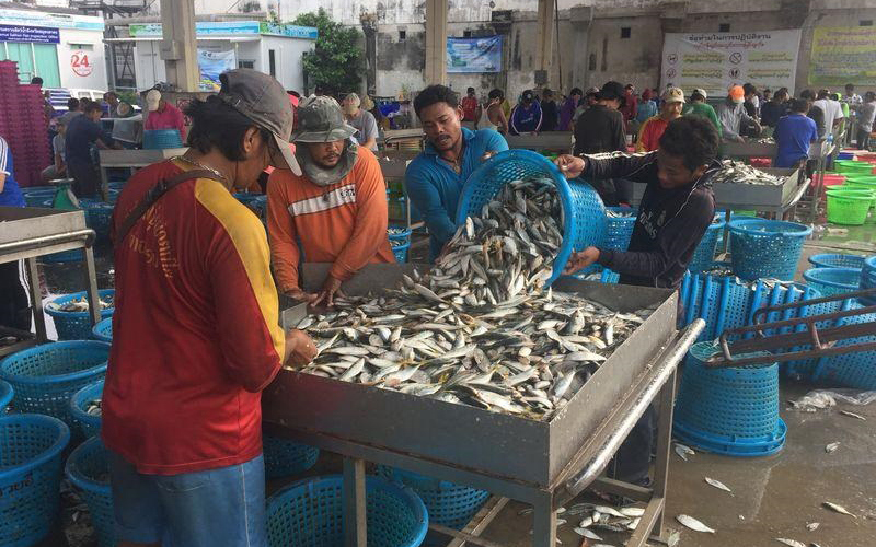 Lao động nhập cư làm việc tại một cảng cá ở tỉnh Samut Sakhon. (Ảnh: Reuters).
