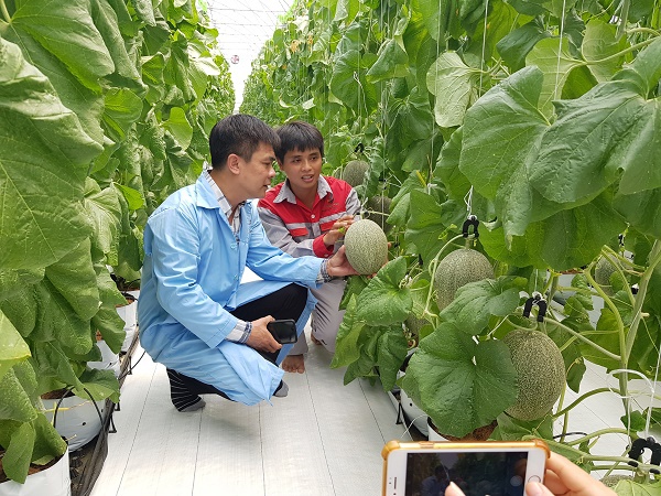 Mô hình trồng dưa lưới ứng dụng công nghệ cao mang lại giá trị kinh tế và chất lượng cao.