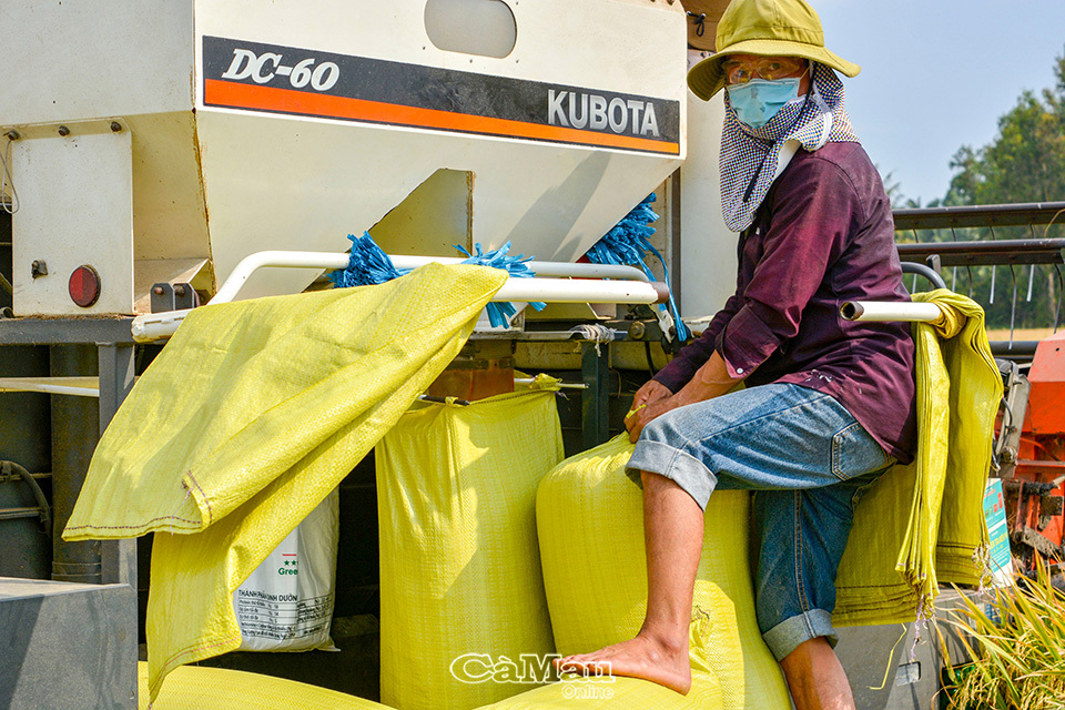 Các HTX cần hỗ trợ nhiều hơn trong tìm đầu ra sản phẩm, kết nối thị trường. Ảnh: Đặng Duẩn