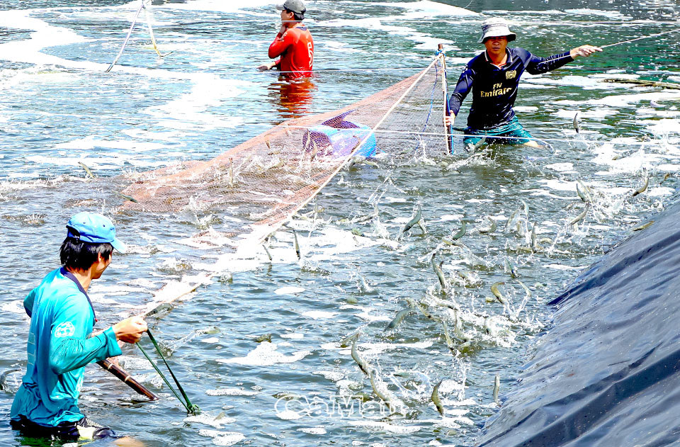 Sản lượng nuôi trồng thủy sản của tỉnh tăng nhanh qua từng năm. Ảnh: Hoàng Vũ