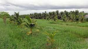 Ảnh minh họa. Nguồn: internet