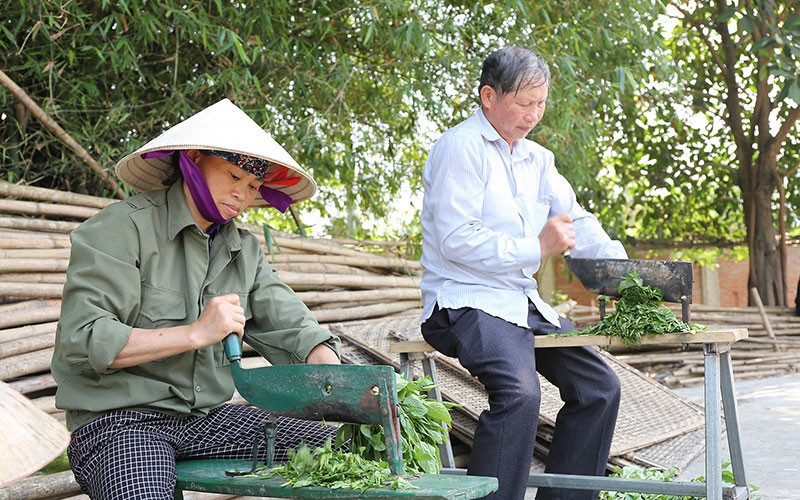 Nhân viên Hợp tác xã Sinh Dược ở huyện Gia Viễn (Ninh Bình) chế biến dược liệu.