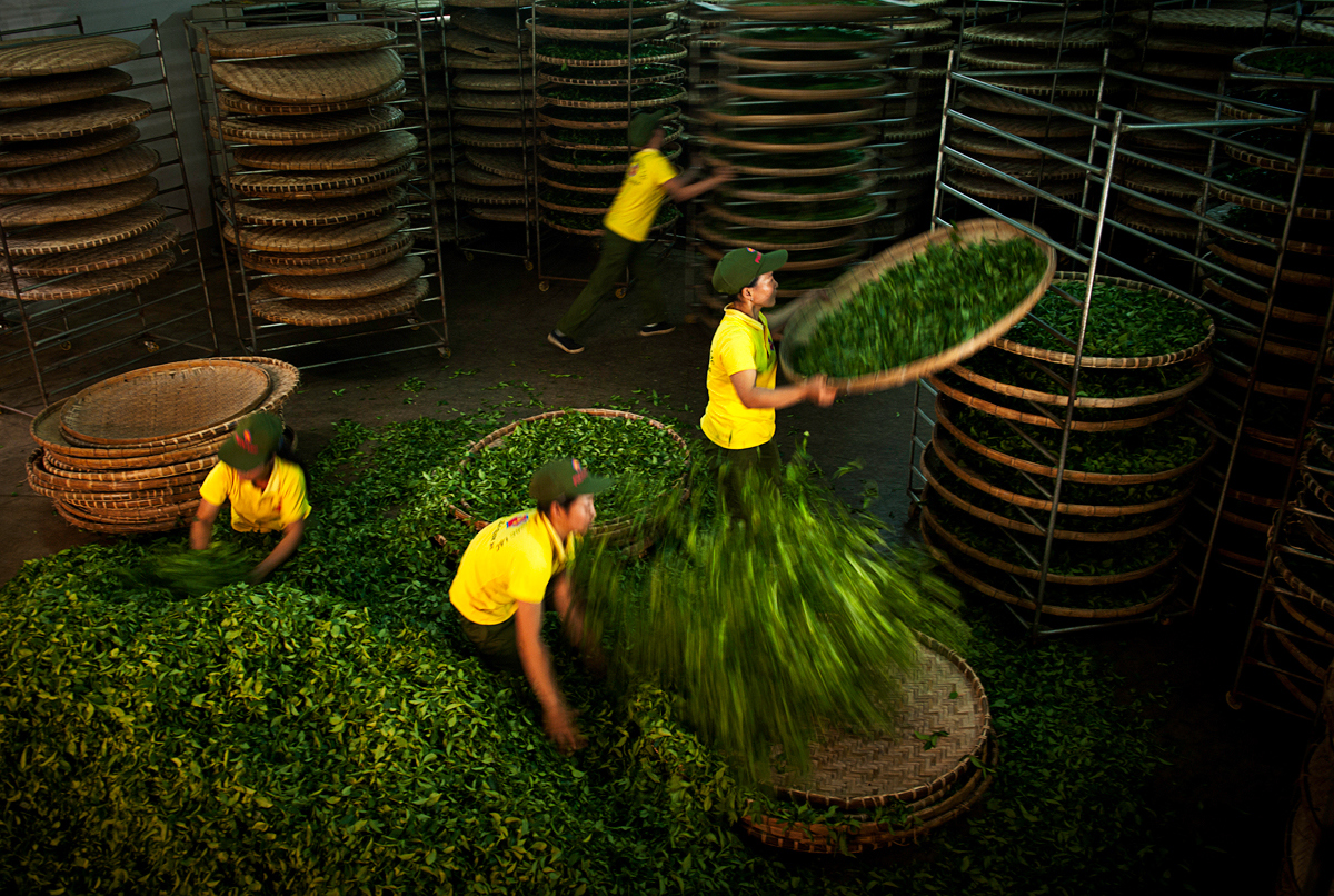 Chế biến trà Ô long xuất khẩu ở tỉnh Lâm Đồng. Ảnh: Nguyễn Văn Thương.