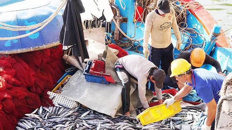 Tàu cập cảng cá Đông Tác (Phú Yên). Ảnh: SONG ANH