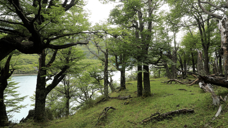 Nghị viện Châu Âu bỏ phiếu bổ sung sửa đổi cho dự thảo luật chống phá rừng mới. Nguồn: ITN