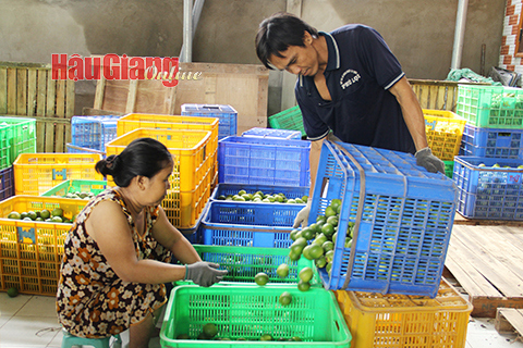 Nhờ đẩy mạnh liên kết sản xuất mà nhiều sản phẩm nông sản của tỉnh Hậu Giang có đầu ra ổn định. Ảnh: T.Trúc