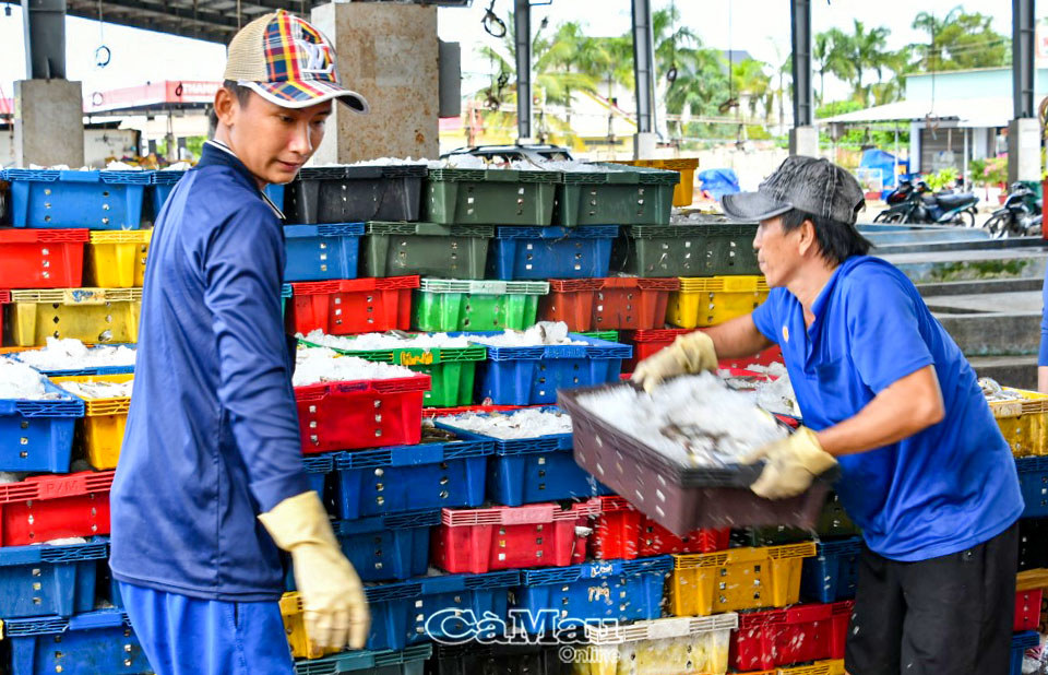 Cảng cá Sông Đốc dù là cảng lớn nhất tỉnh nhưng công suất chưa đảm bảo so với nhu cầu thực tế. Ảnh: Phong Phú