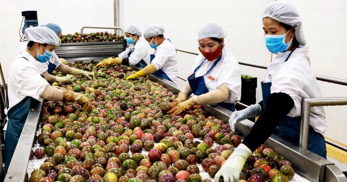 Doveco đã xây dựng chuỗi cung ứng để xuất khẩu bền vững vào EU.