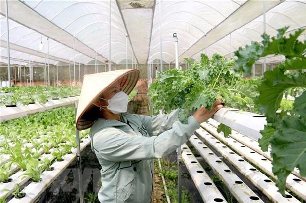 Hỗ trợ hợp tác xã do phụ nữ tham gia quản lý và tạo việc làm cho lao động nữ. Ảnh: VGP