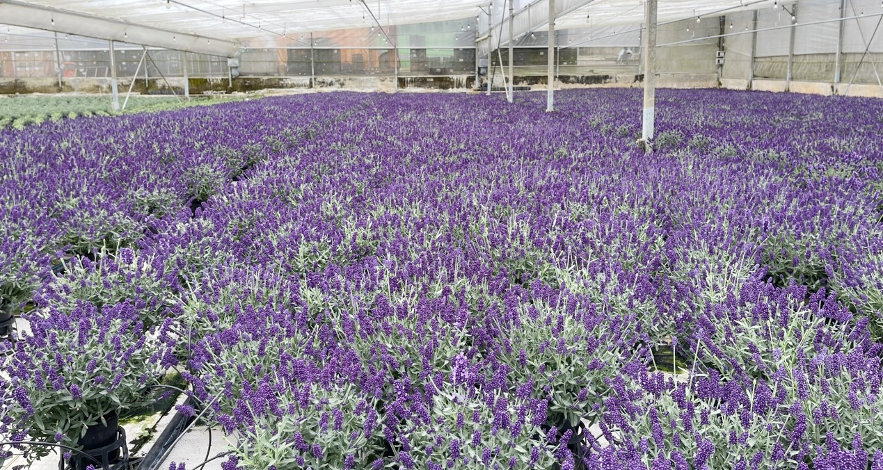 Hoa Lavender - Hoa oải hương được ưa chuộng nhờ vào hương thơm dịu dàng. Ảnh: Công Hùng