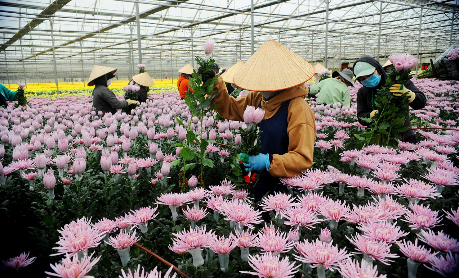 Công nhân Dalat Hasfarm chuẩn bị hoa Tết. Ảnh: Công Hùng