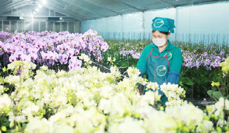 Ảnh minh họa. Nguồn: hanoimoi