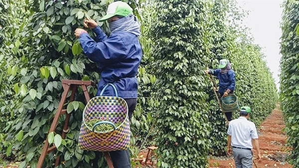 Việt Nam chiếm gần 60% thị phần xuất khẩu hồ tiêu thế giới.