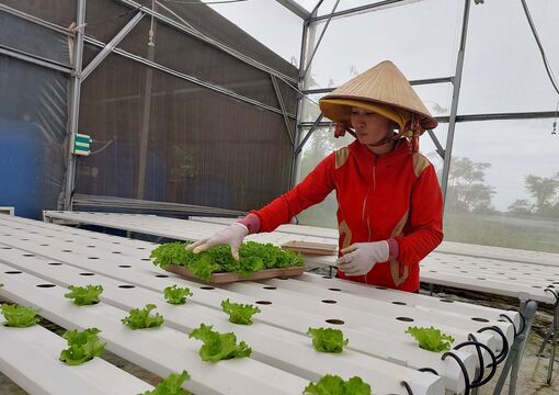 Một số hợp tác xã có mô hình ứng dụng công nghệ cao vào sản xuất, mang lại hiệu quả bước đầu. Ảnh: H. Hương